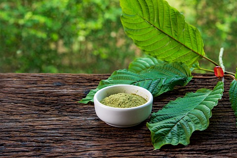 3 Dangers of Kratom